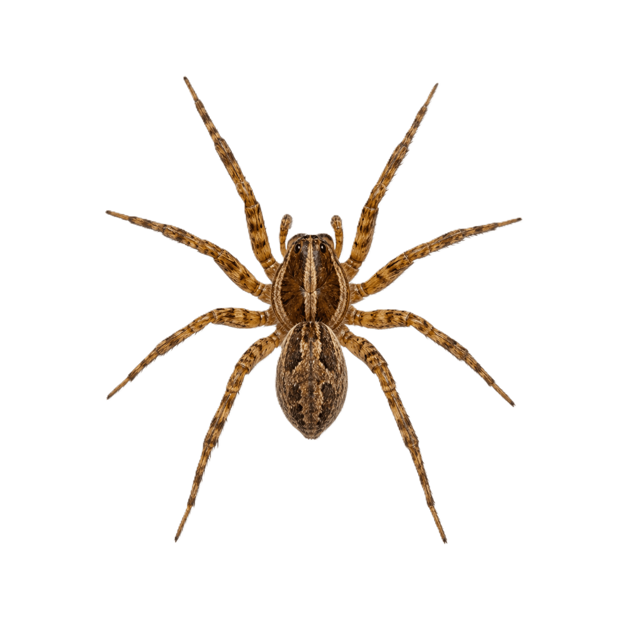 Aranhas