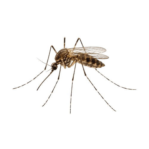Mosquitos